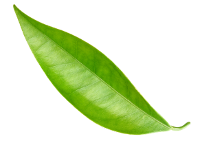 ayurveda leaf